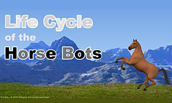 life cycle of horse bots