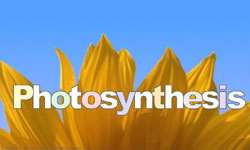Photosynthesis